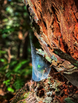Redwood Tree w/ Web